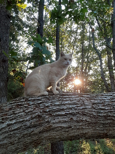 Cotton on Fallen Tree 82923