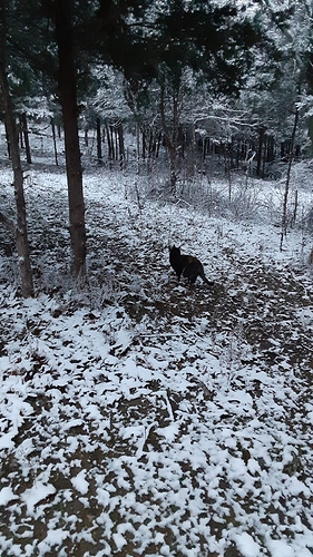 Rascal in Snowy Woods 122923