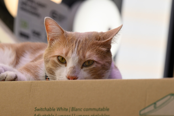 Alfie_Home_Depo_2-9-25__0052