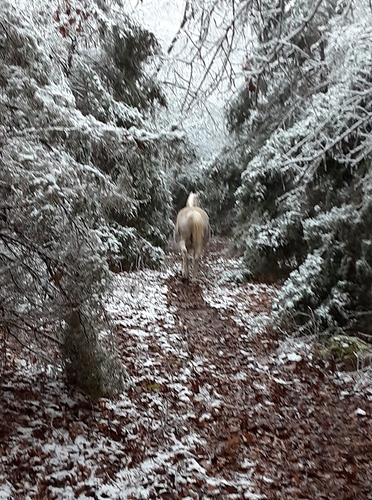 Toccata into the Cedar Forest