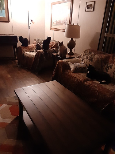Five Cats in Lamplight 101323