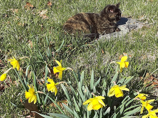 Rascal on Rock behind Daffodils 32722