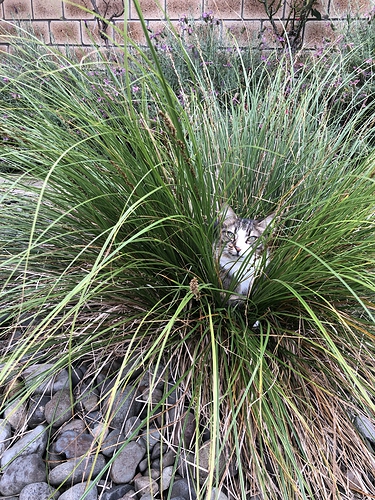 Tosh in the grasses