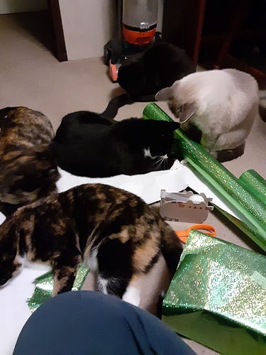 Cats During Wrapping Presents 2021 3