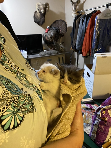 Adorable Purrito Weighing Session for Tiny Kitten