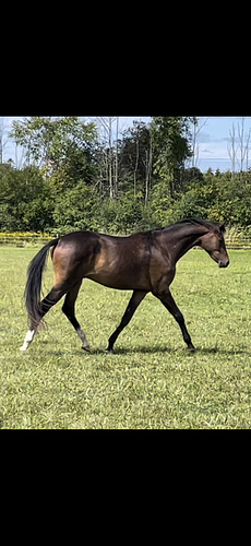 sirrey 2 year old trot