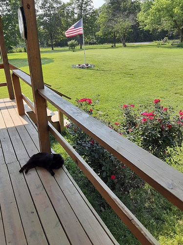 Bagheera, Rose, and Flag 060523