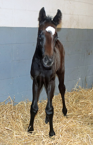 Colt-2022-5-18