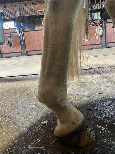 leg equine'