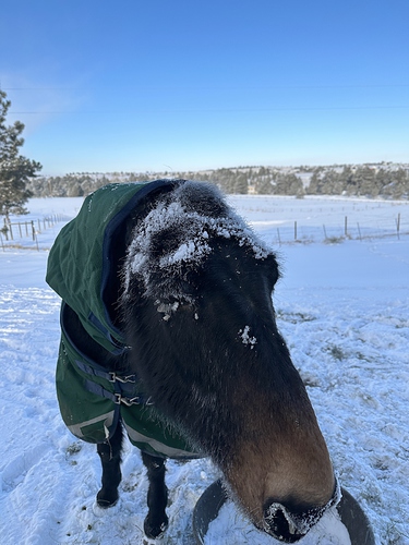 earless_mule-2