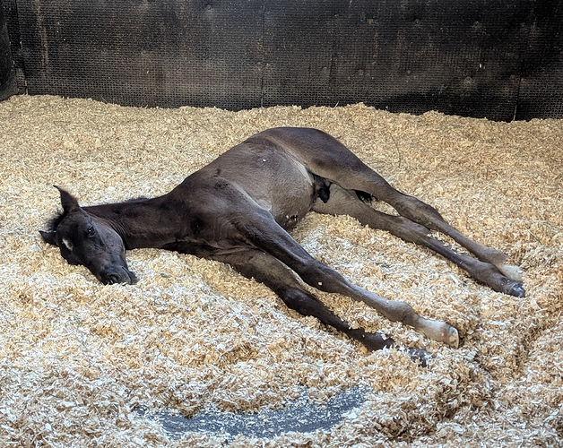 Finn-passed out