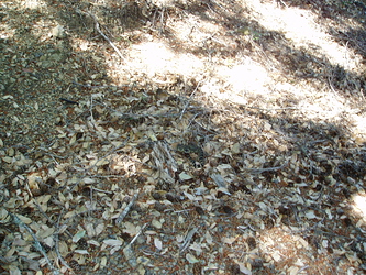 P1010016