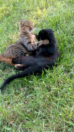 Satin and Bagheera Play Fighting