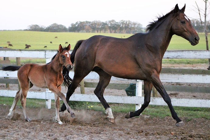 Special and filly fenceline 00