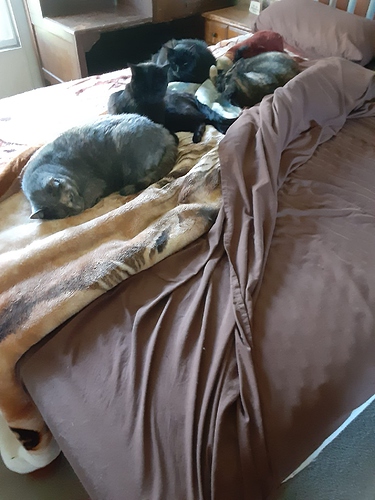 Four Cats Keeping Me from Making Bed