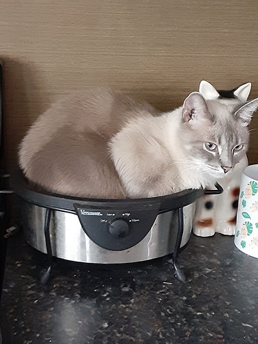 Atticus in Crock Pot Base
