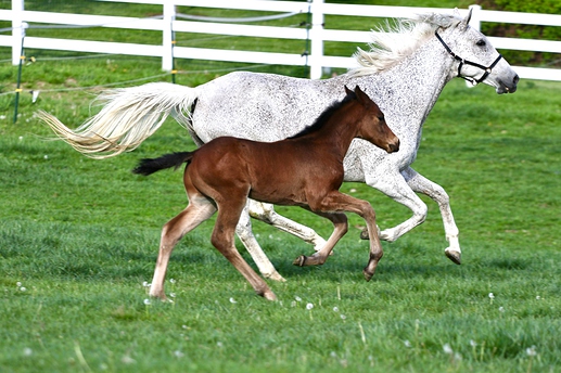 gallopsunny