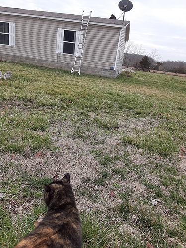 Rascal Supervising Roof Repair 030123