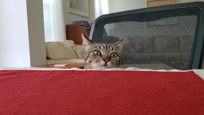 cat table