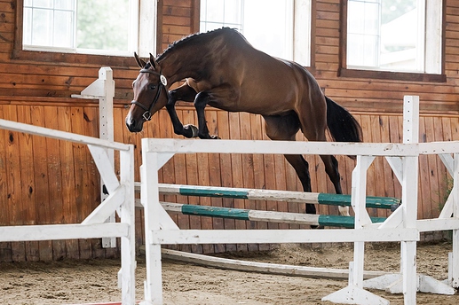 Murphy Jump 2