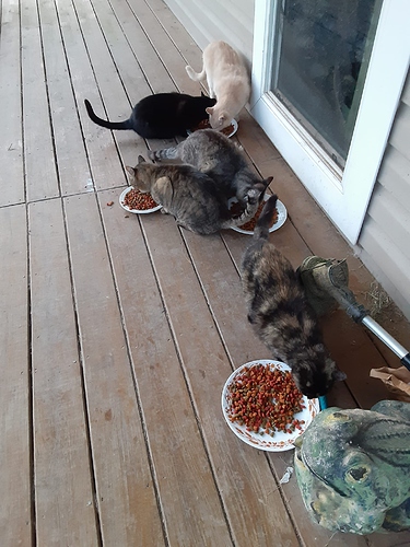 Bagheera, Cotton, Sarge, Satin, Rascal at Breakfast with By Chance