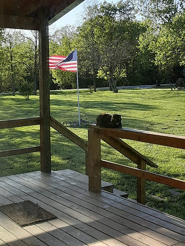 Rascal on Porch Rail in Front of Flag 5123
