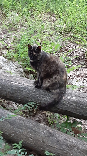 Rascal in the Woods 62823