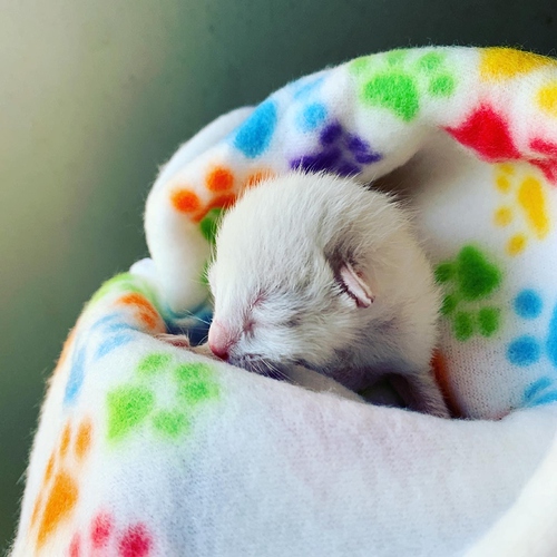 white kitten