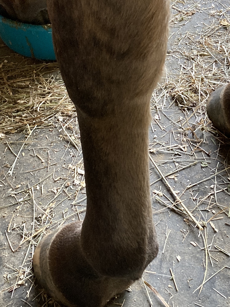 swollen-leg-from-knee-down-horse-care-chronicle-forums