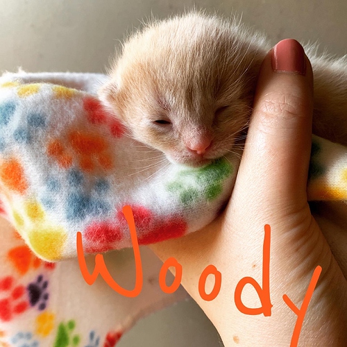 woody 9 days