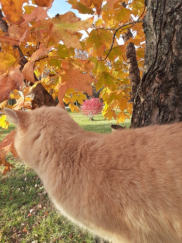 Cotton and Burning Bush through Sugar Maple 2021