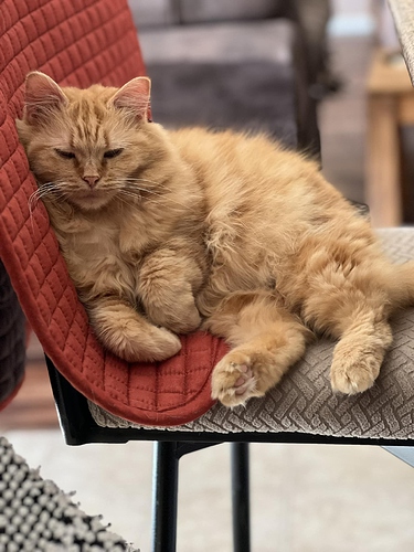 fatty pad