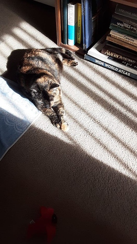 Little Bit Sun Nap 11124