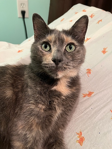 gracie
