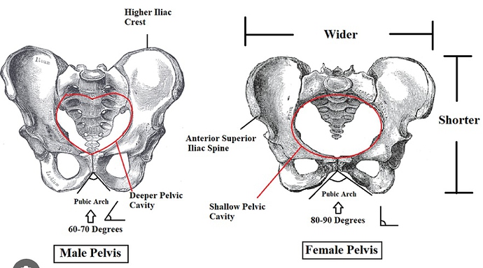pelvis