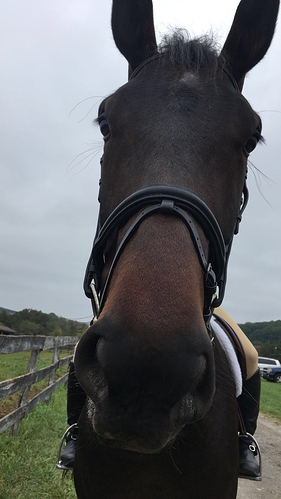 10-14 R at jumper show