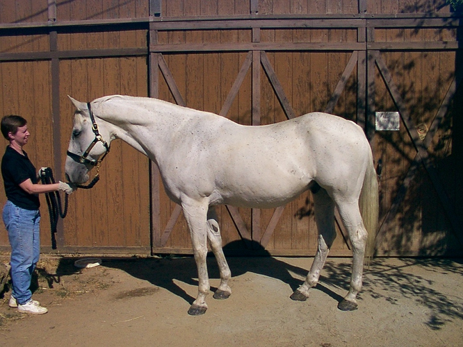 Graf Shiloh