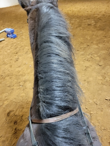 Pony Neck (2)