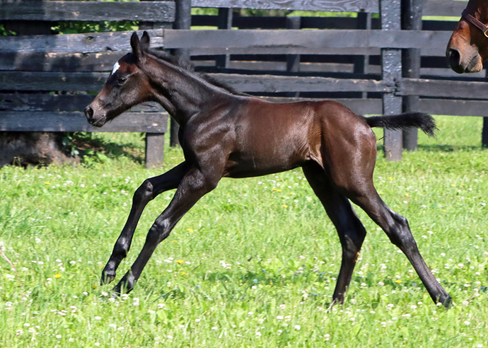 colt-2022-5-19-a