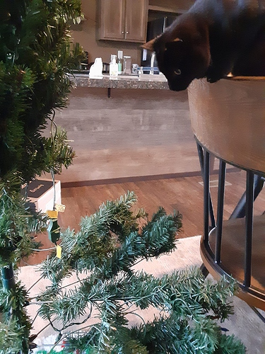 Pharaoh Watching Christmas Tree Setup