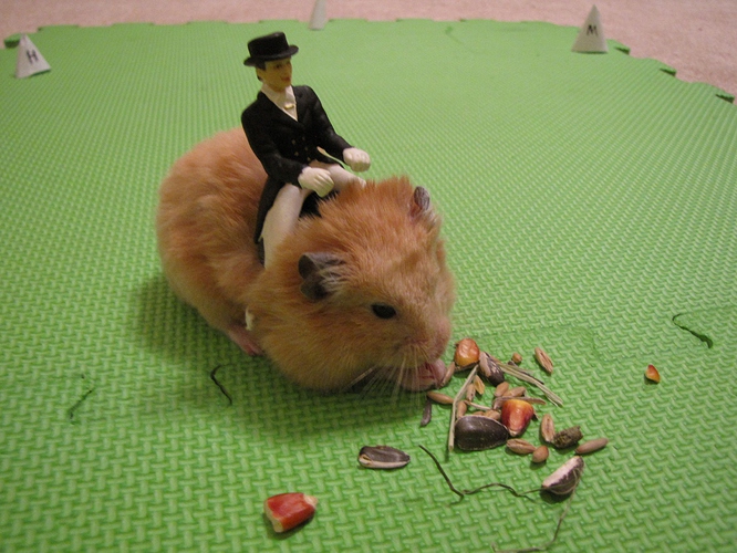 dressage hamster