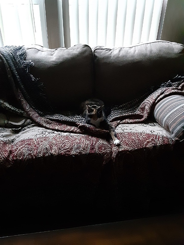Psalm with Couch Cover Off