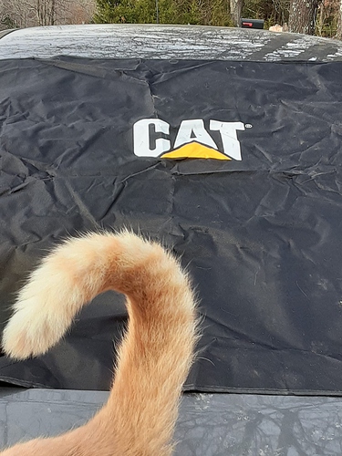 Cats with CAT Windshield Cover 3 1222