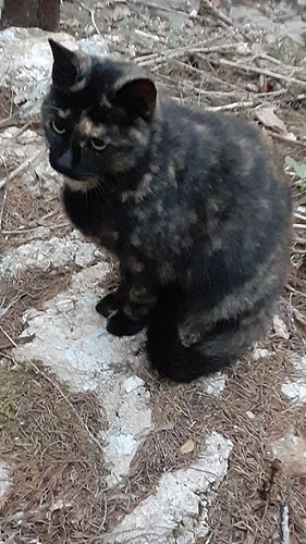Rascal in Woods 100622