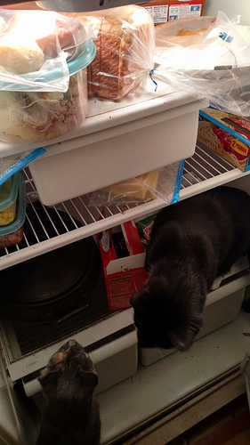 Cats Helping Put Away Thanksgiving Leftovers