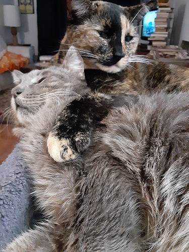 snuggles