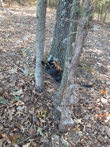 Rascal Sharpening in Woods 101923