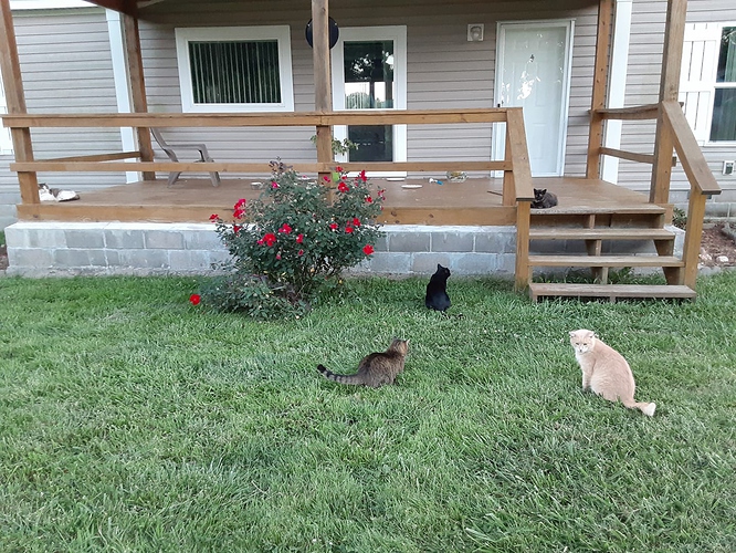 Cats around porch 82421