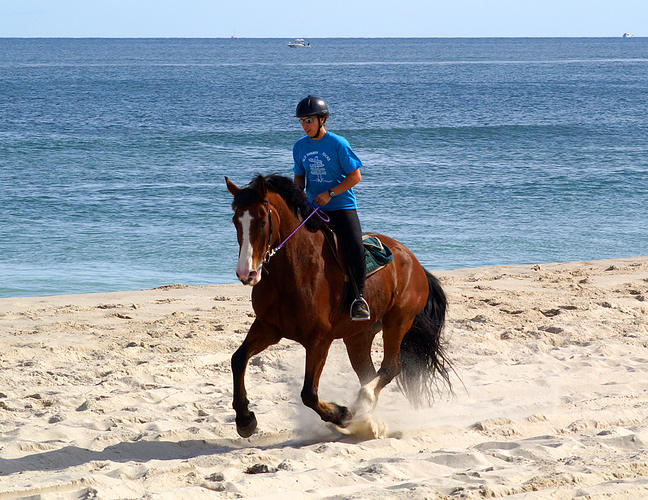 duke_beach_canter