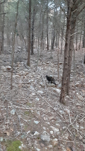 Rascal in Woods 2 112423